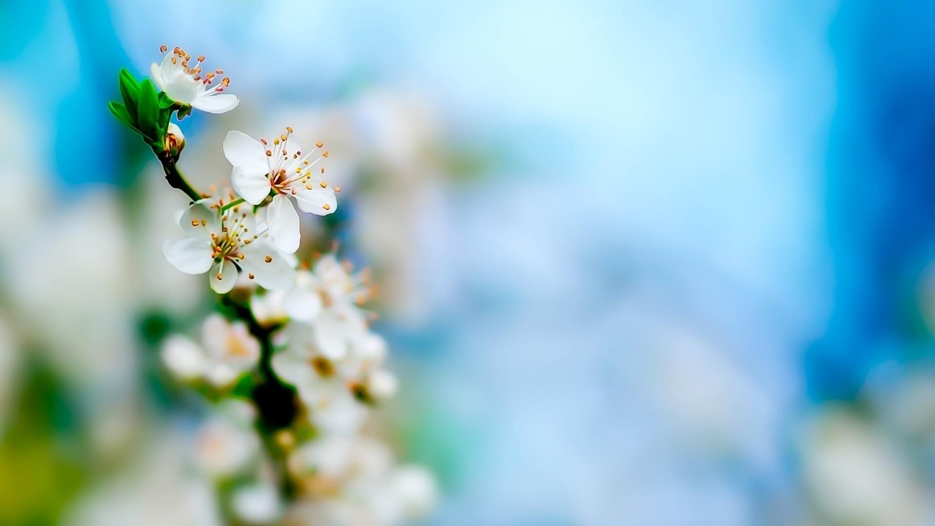 Beautiful White Flowers Wallpaper for PC. Full HD Picture
