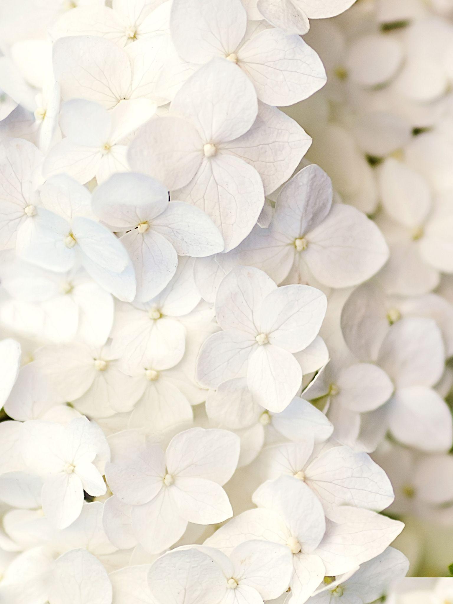 White flowers. yuhu!. Fondos, Fondos para iphone, Fondos de flores