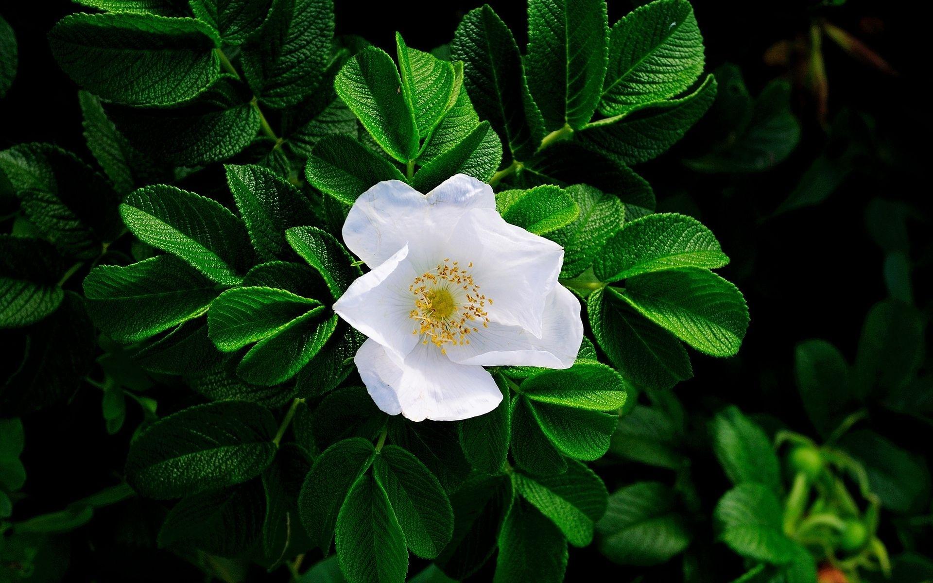 White Flowers Wallpaper Pack Download