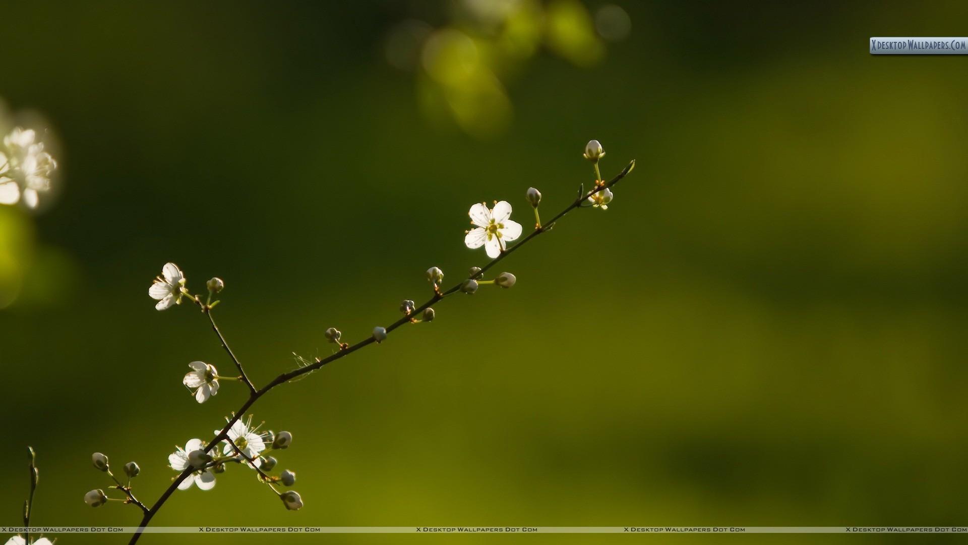 Small White Flowers On Branch Wallpaper