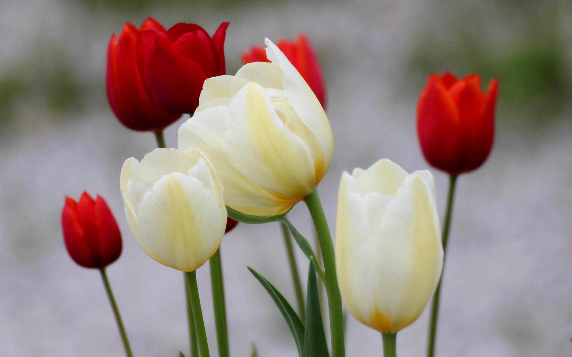 Picture Red White Tulips Flowers