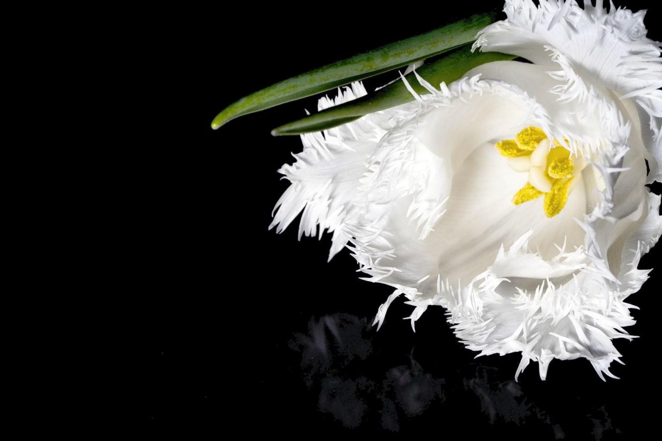 White Flower Wallpaper HD