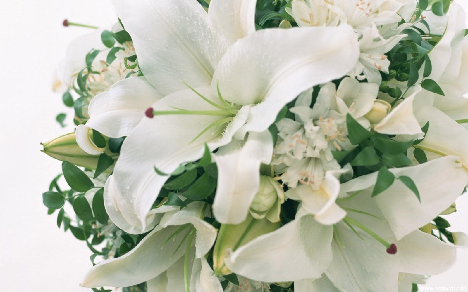 Download Free Beautiful White Flower Wallpaper. Most beautiful