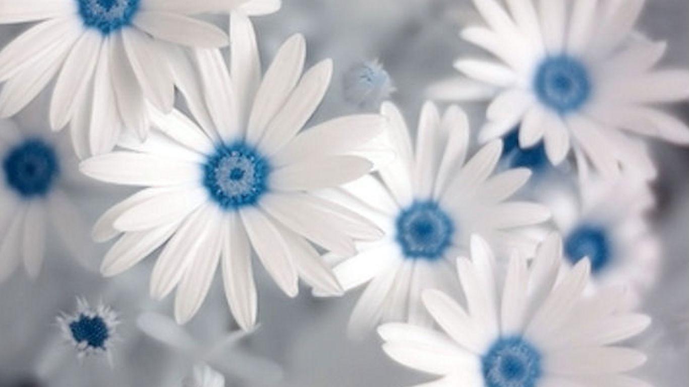 Blue And White Flower Wallpaper