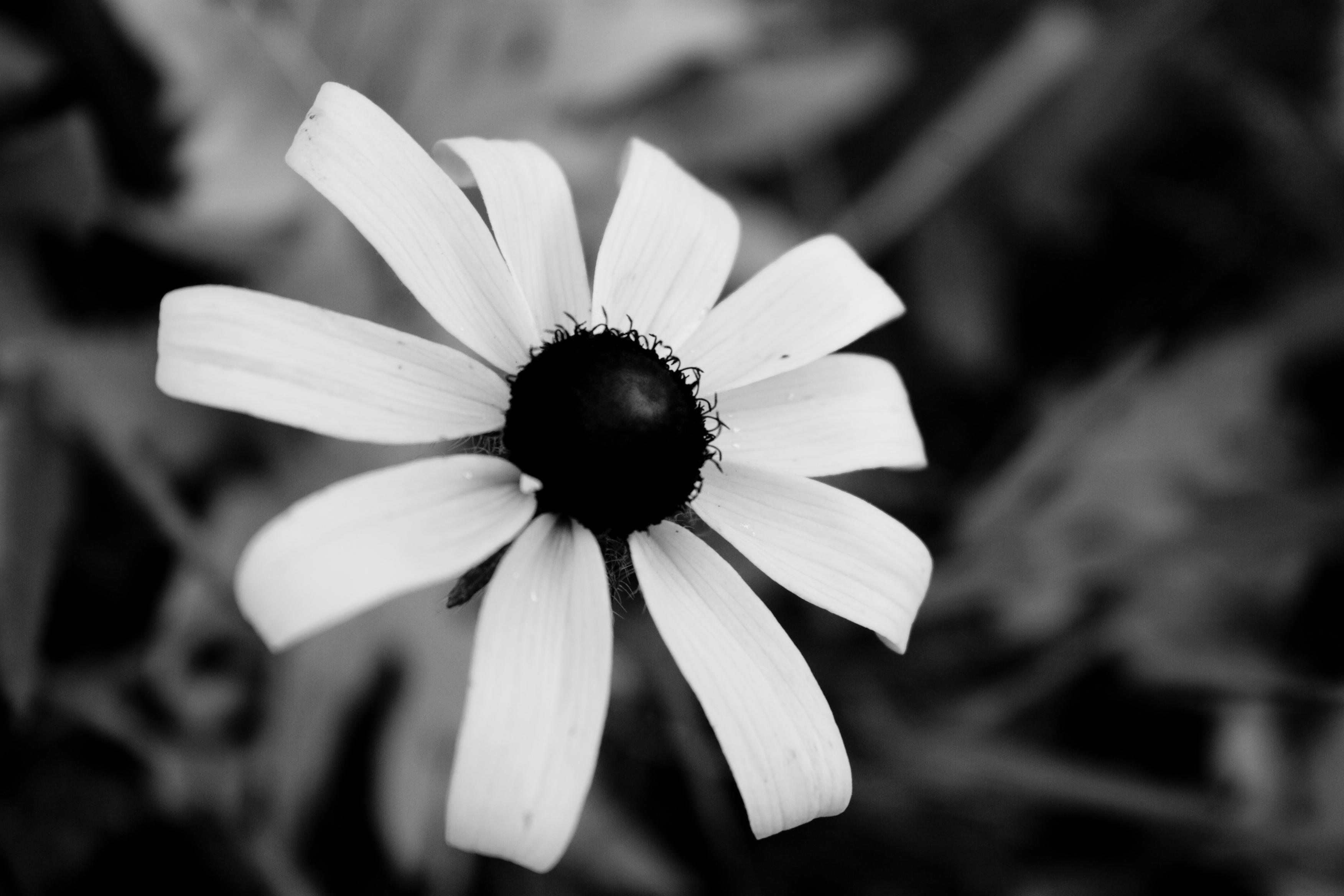 Black White Flowers Wallpaper