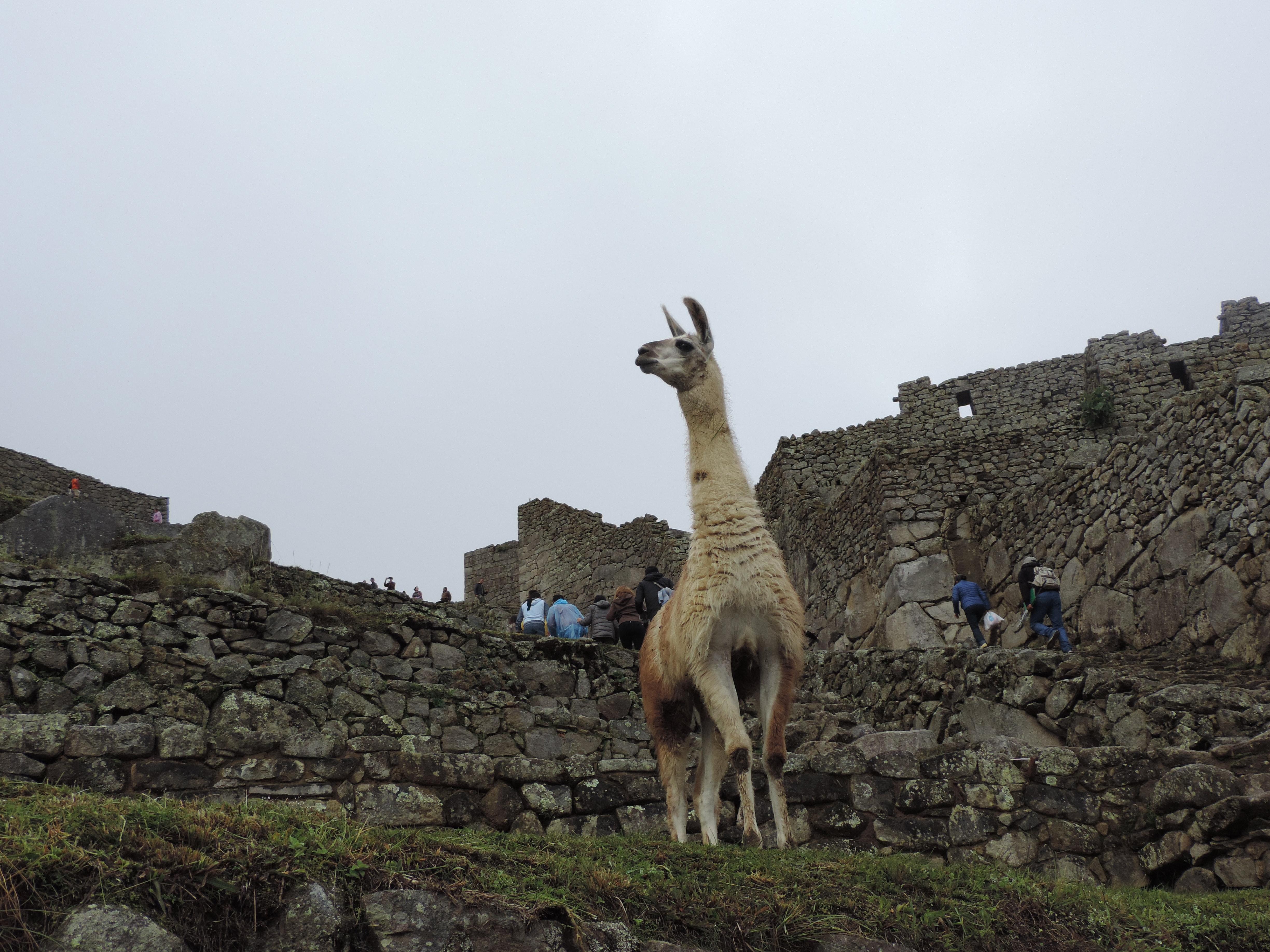 Free of cusco, llama, machupicchu
