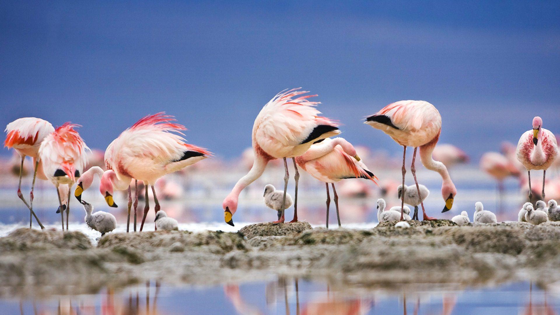 James' Flamingos On Islet In Laguna Colorada, Bolivia