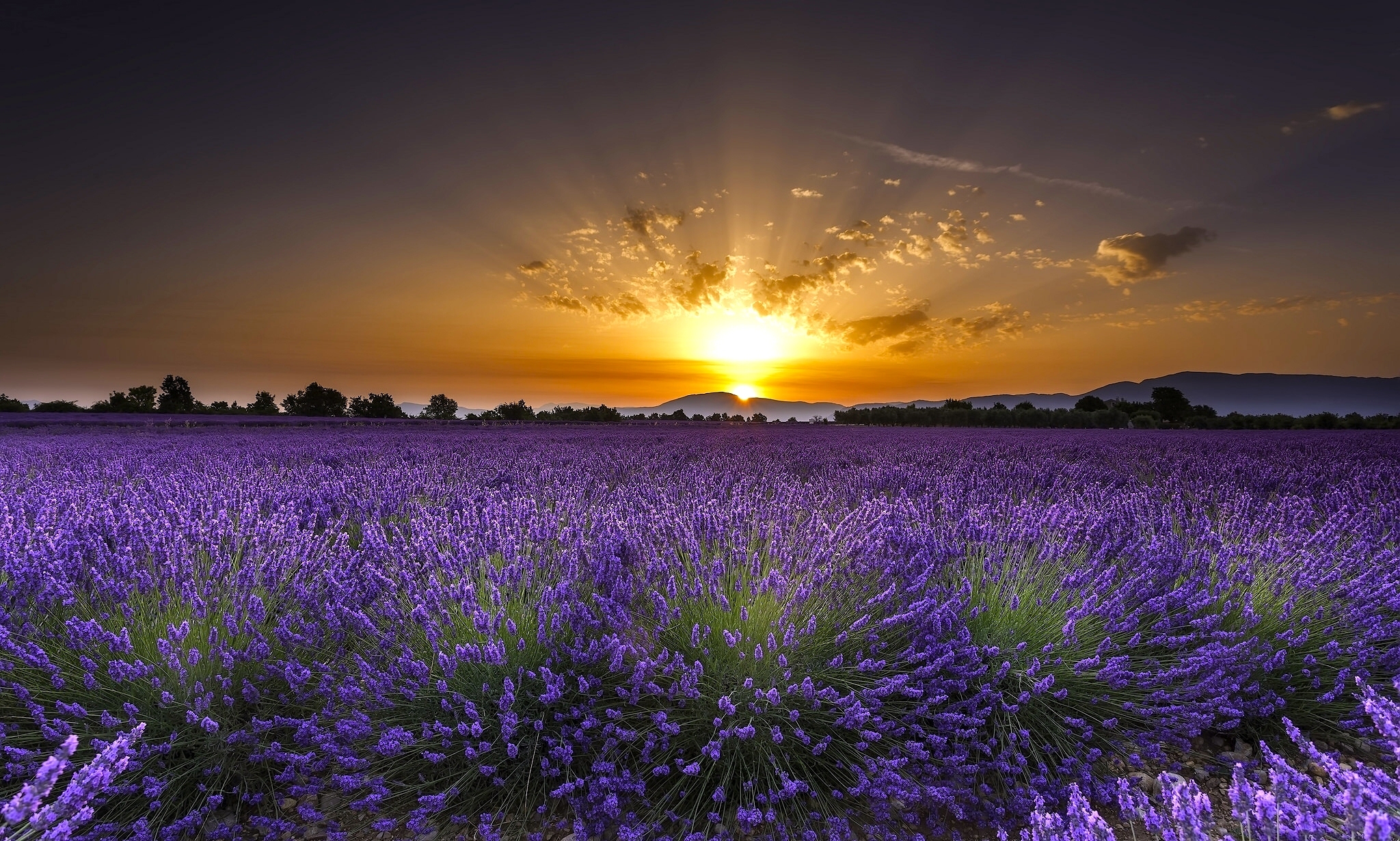 Lavender fields in Guadalajara, Spain Desktop Wallpaper FREE