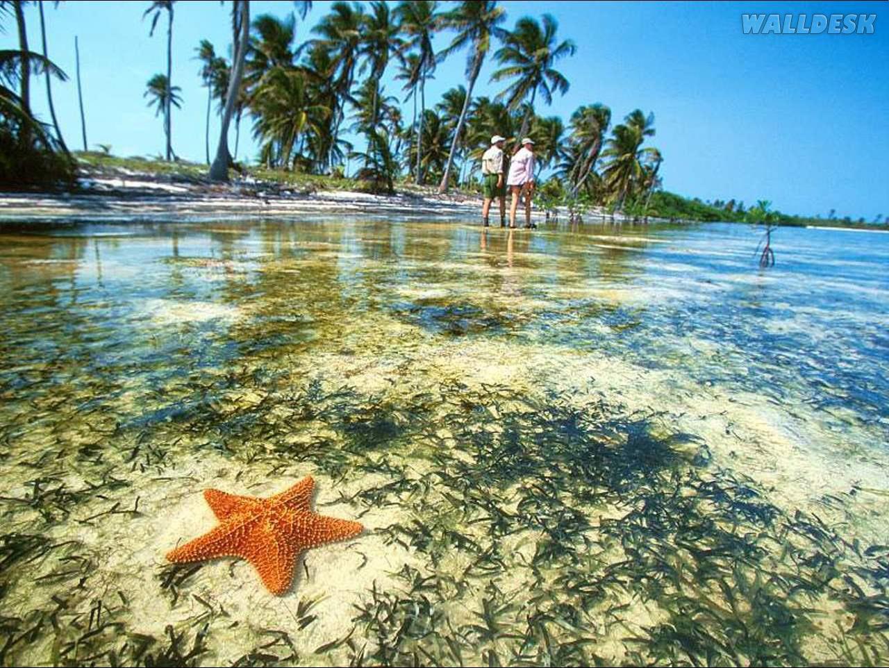 Starfish, Yucatan Peninsula, Mexico. Papéis de parede para PC