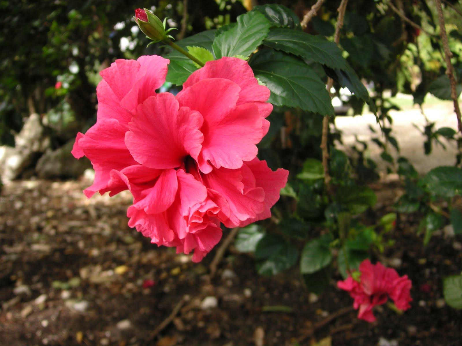 Flowers of the Yucatan Peninsula Bloomin' Garden