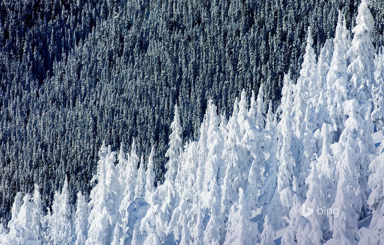 Wallpaper winter, forest, snow, spruce, slope, Canada, British