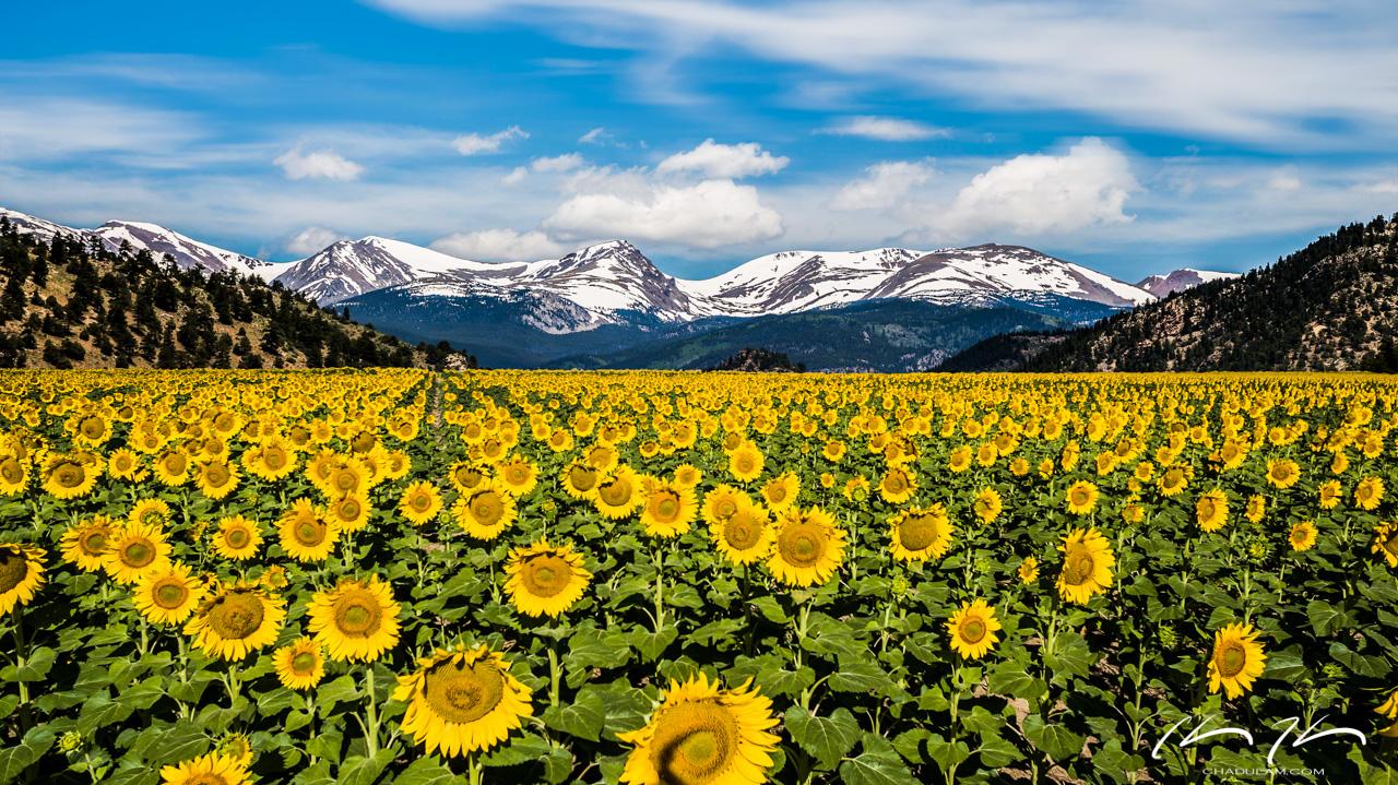 Denver Colorado Sunflowers Wallpaper Chad Ulam Photography