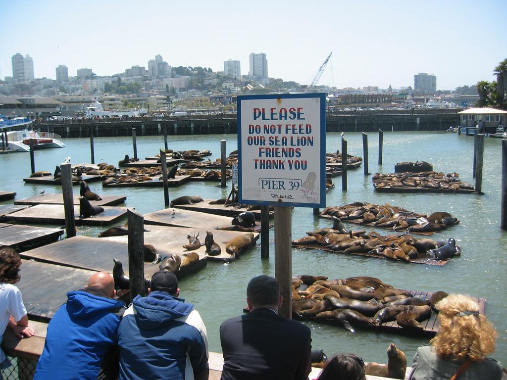 Free Pier 39 and Fisherman's Wharf Picture and