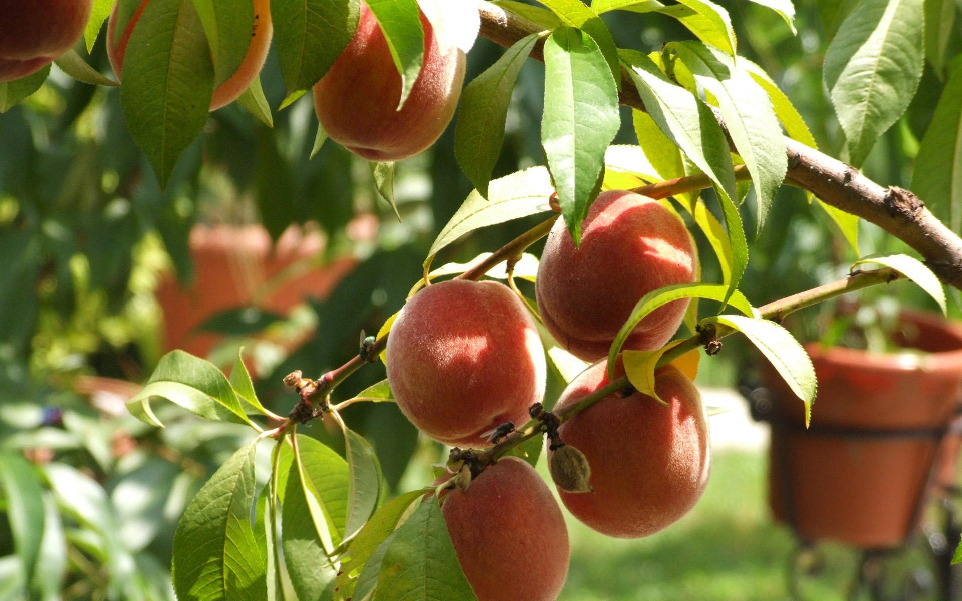 Peaches Wallpaper Fruits Nature Wallpaper in jpg format for free