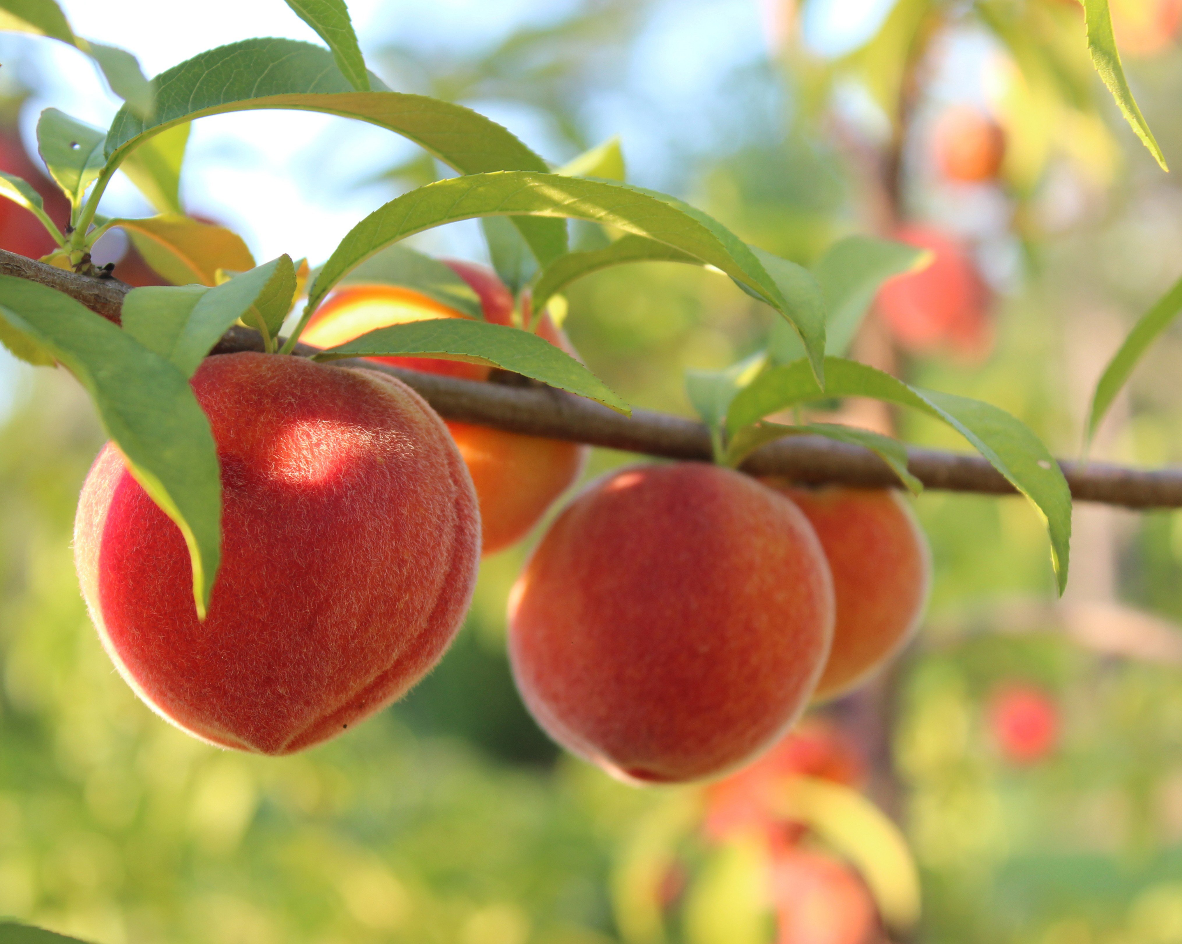 Peaches wallpaper. nature and landscape
