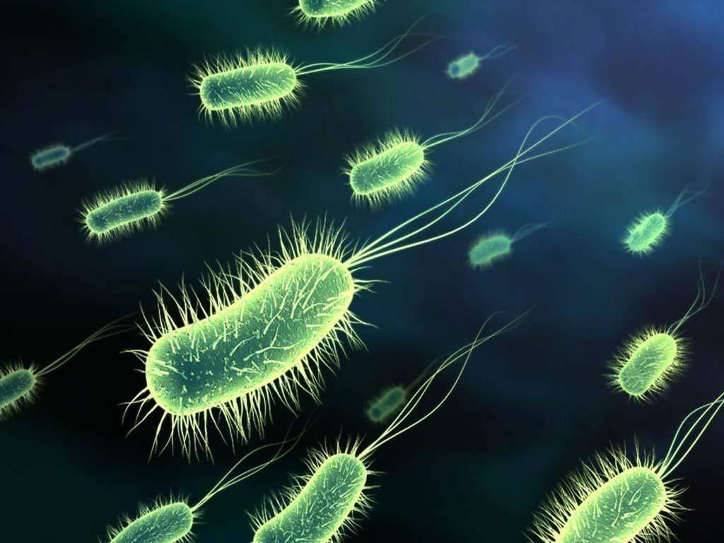 micro bacterium wallpaper Animals