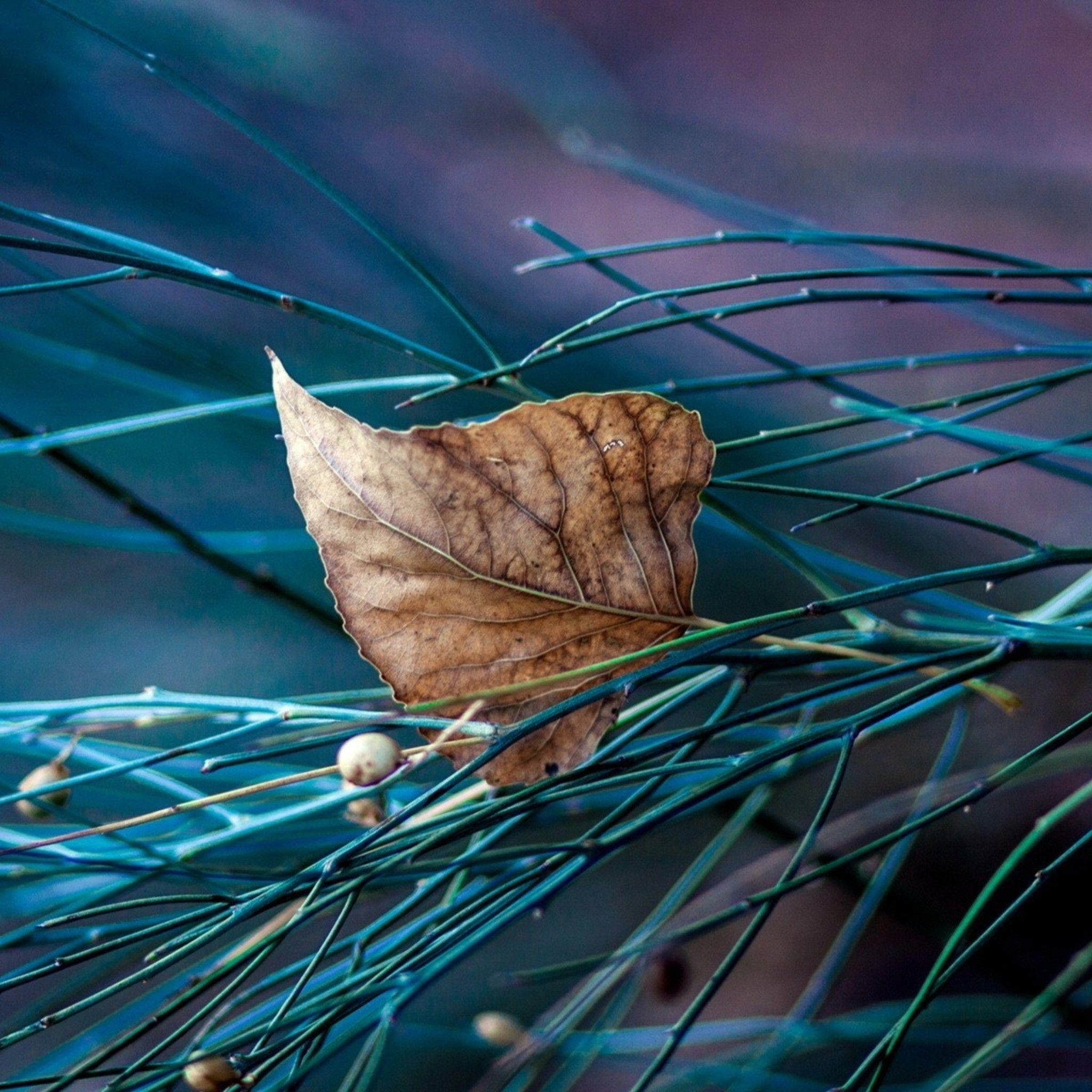 Dry Leaf to see beautiful abstract nature micro wallpaper