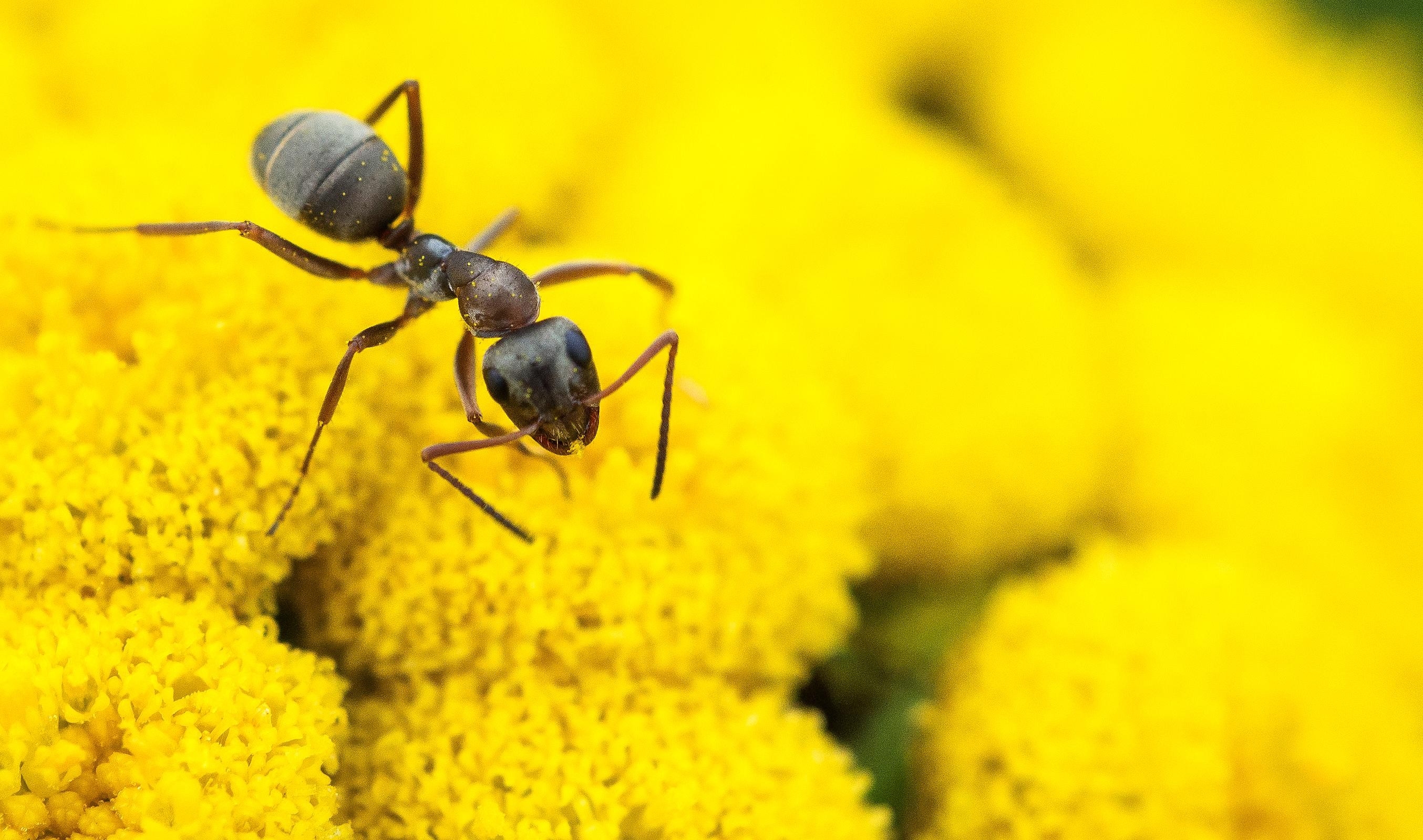 flowers garden romania macro ant micro park 2708x1600 wallpaper High