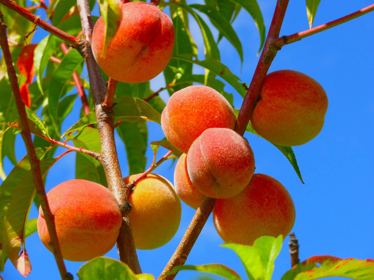Спелые персики на дереве