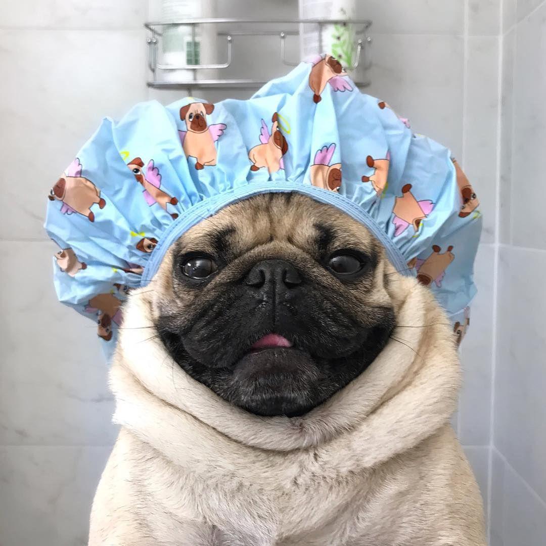 Doug The Pug no Instagram: “ Save water, shower with a pug