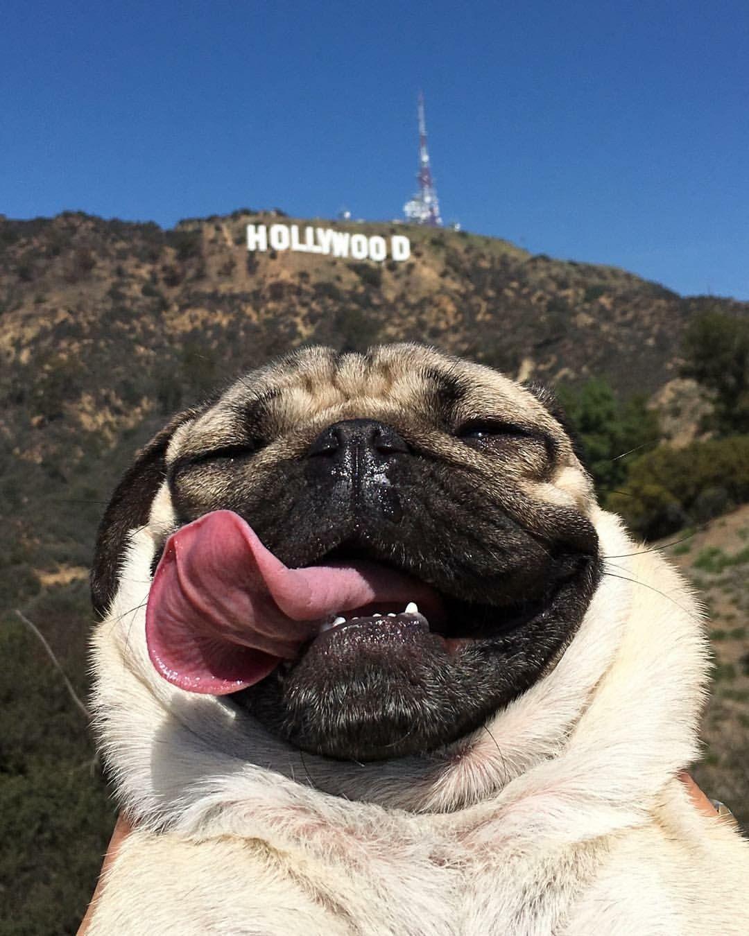 My favourite Doug the Pug selfie with the Hollywood sign x