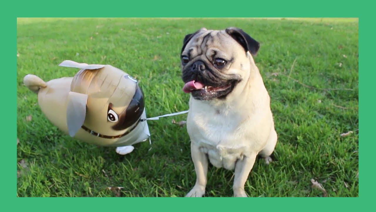 Doug the Pug And His Imaginary Friend
