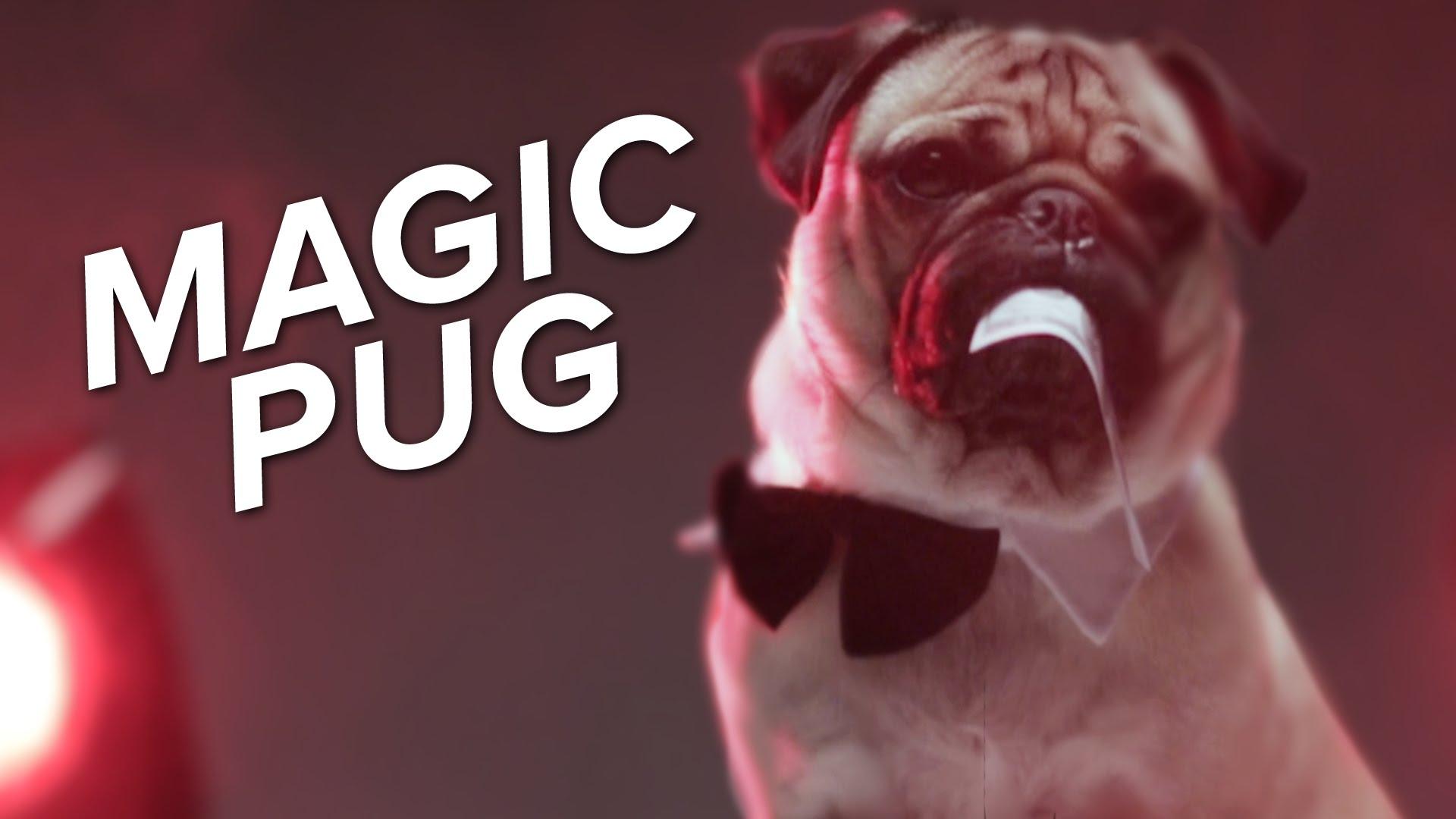 VIDEO Doug the Pug is for Halloween! For Peeps