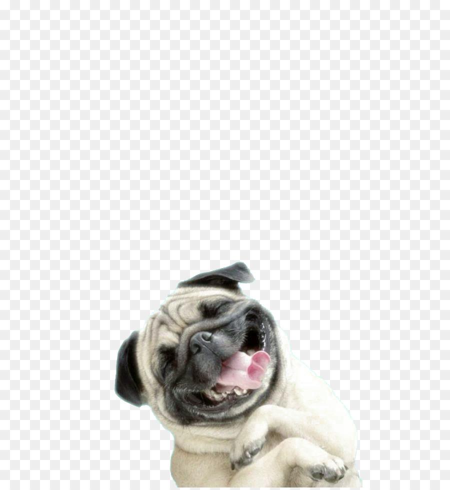 Doug The Pug Wallpapers Wallpaper Cave