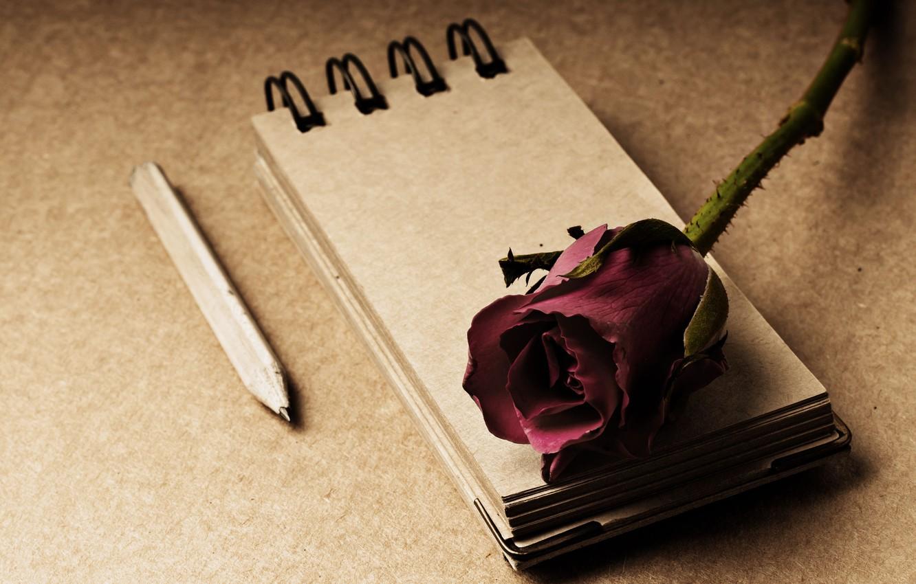 Wallpaper flowers, style, background, rose, Notepad, pencil, red