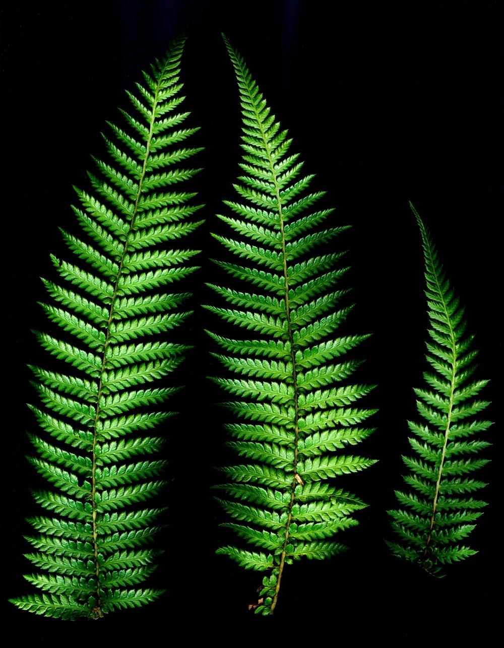 Fern Picture [HD]. Download Free Image
