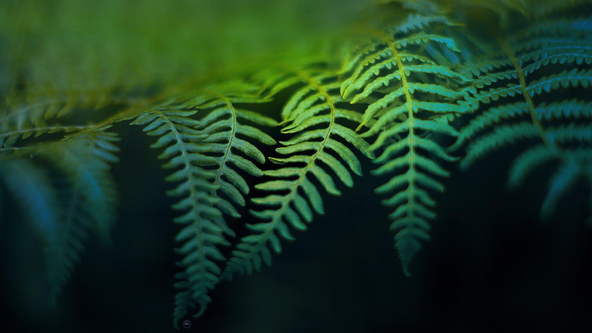 Fern HD Wallpaper and Background Image