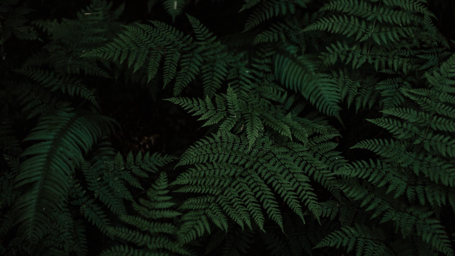 Download wallpaper 1920x1080 fern, leaves, carved, plant, green full