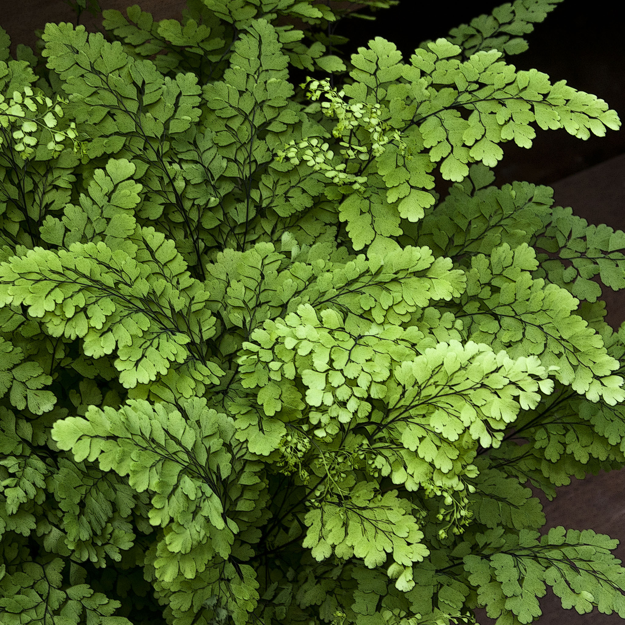Green Ferns iPad Wallpaper