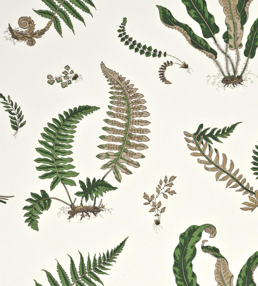 Ferns Wallpaper by GP & J Baker