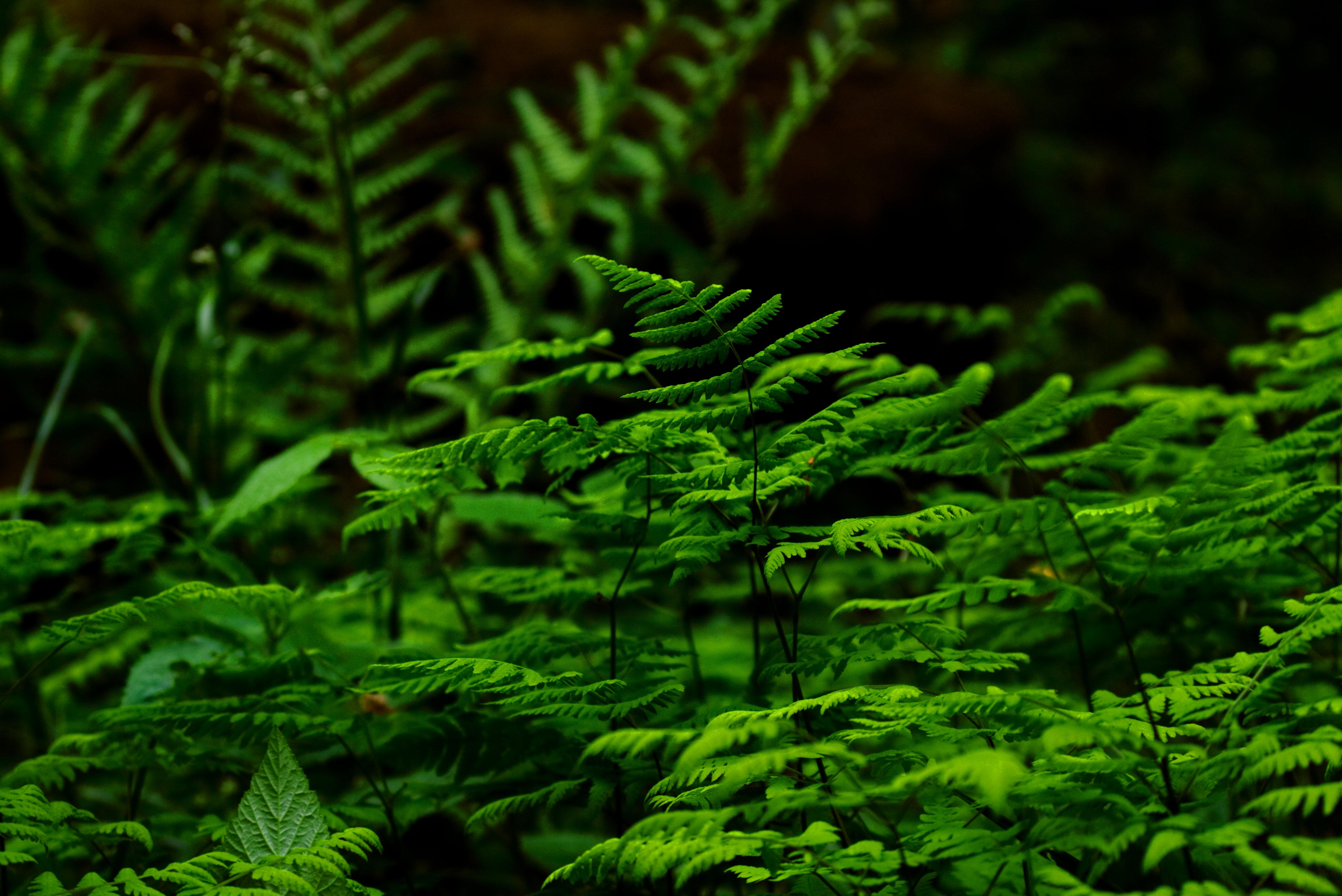 Selective Focus Photography of Fern Plant wallpaper