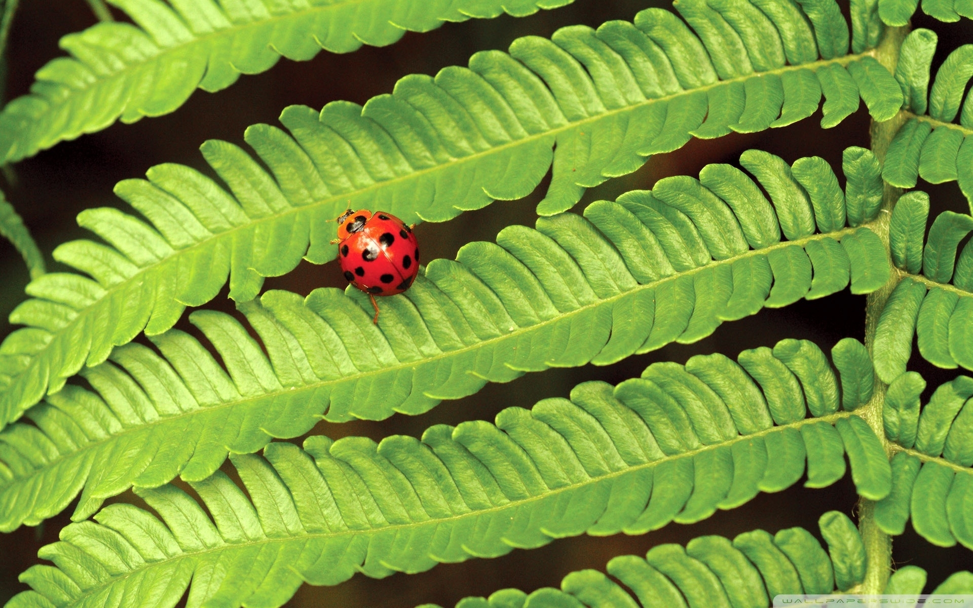 Download Greatest Ladybug On Fern Wallpaper
