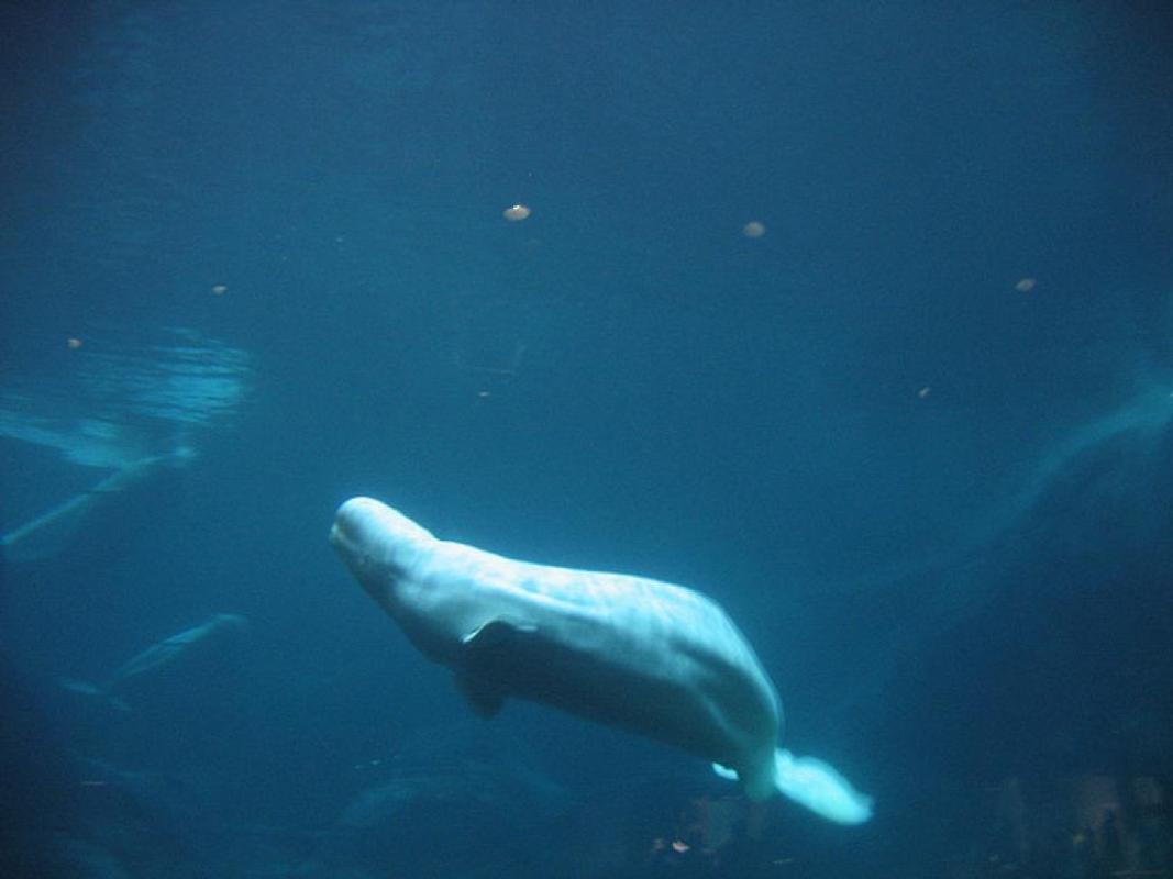 Beluga Whale Wallpaper FREE for Android