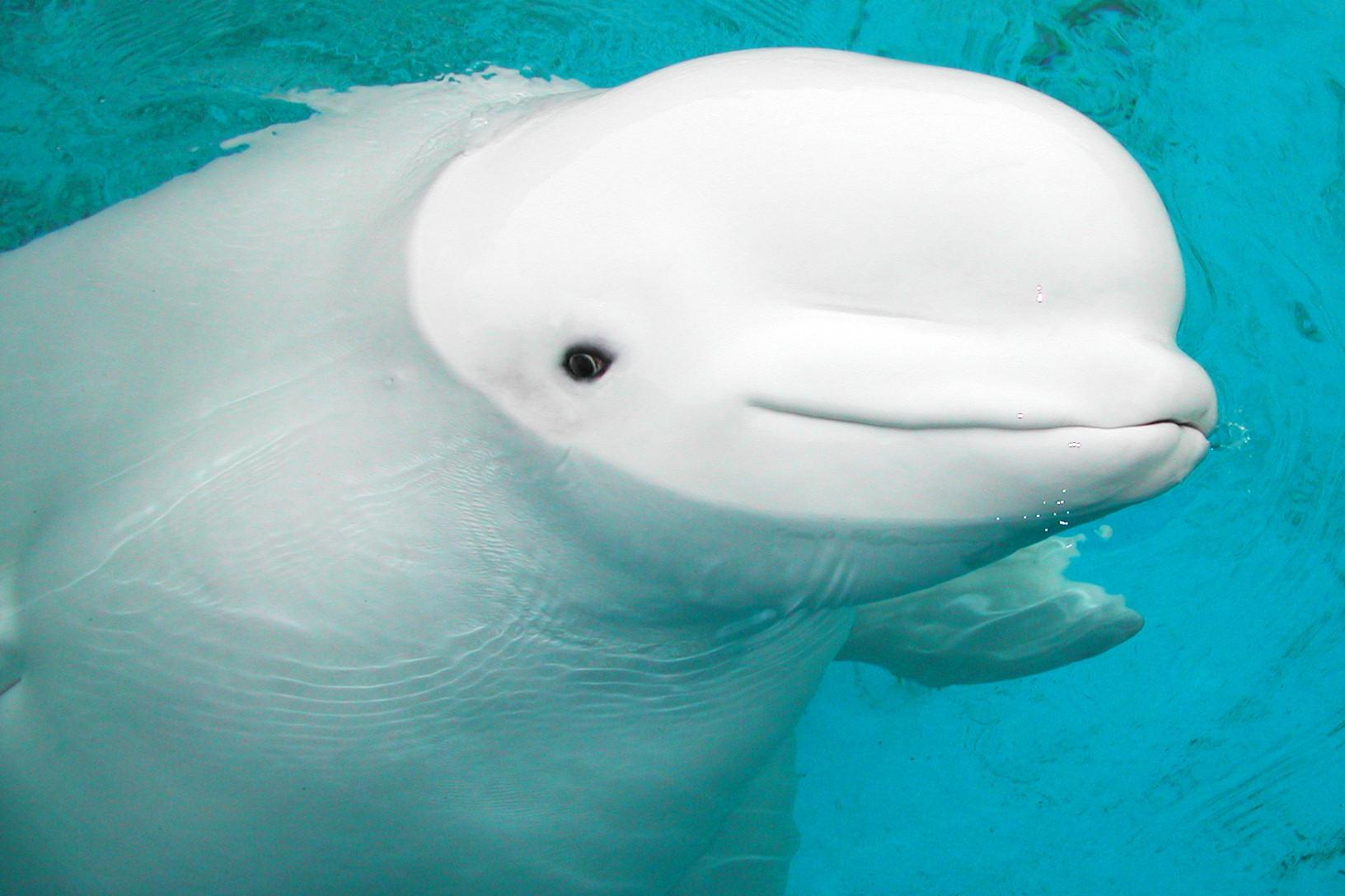 Beluga HD Wallpapers and Backgrounds