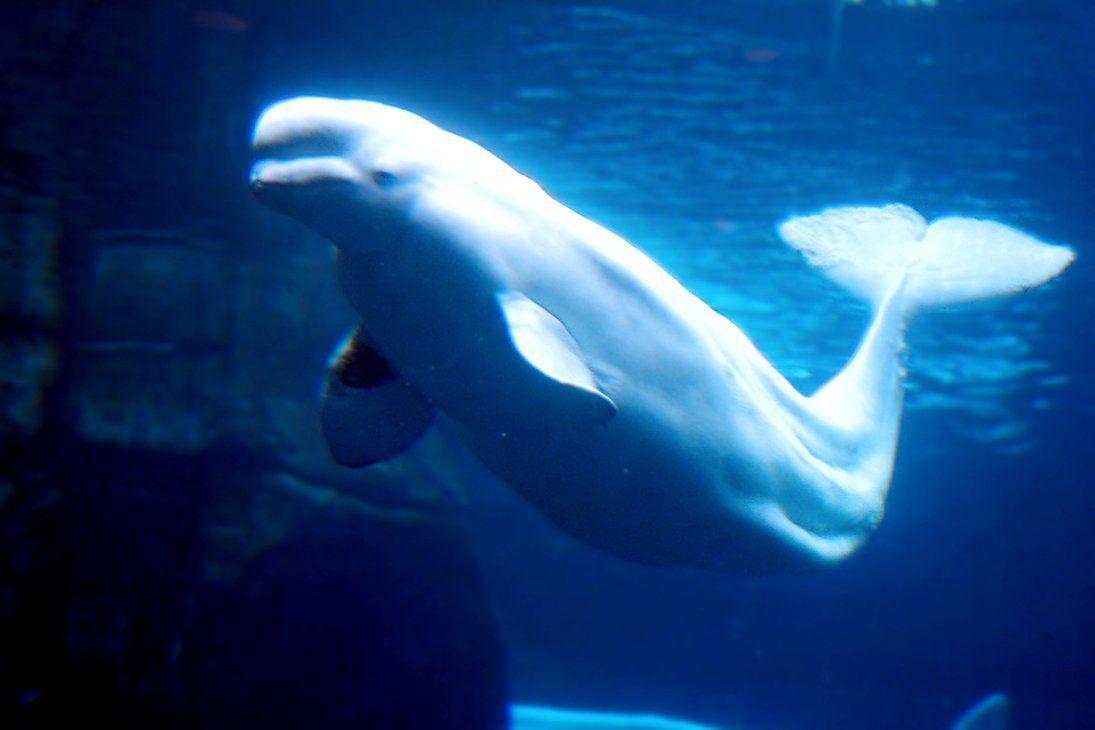 Beluga Whale Wallpaper. Funny. Whale