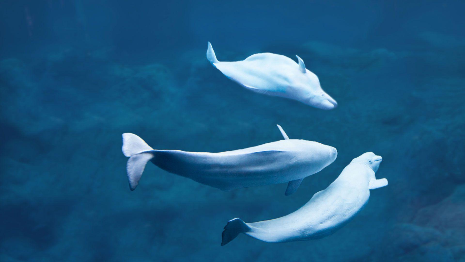 Beluga Whale Free HD Wallpaper Image Background