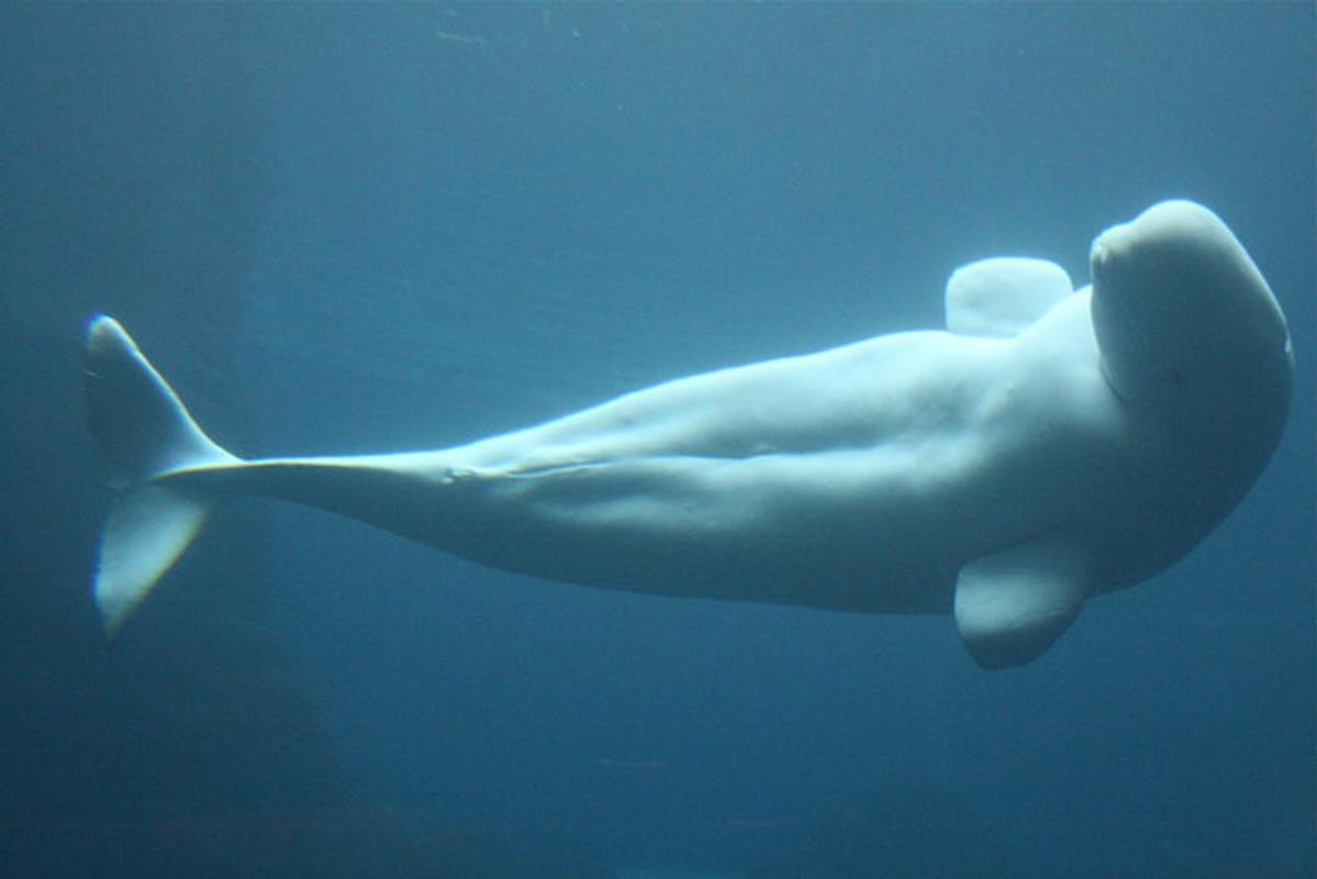 Beluga Whale Wallpaper Picture HD for Android