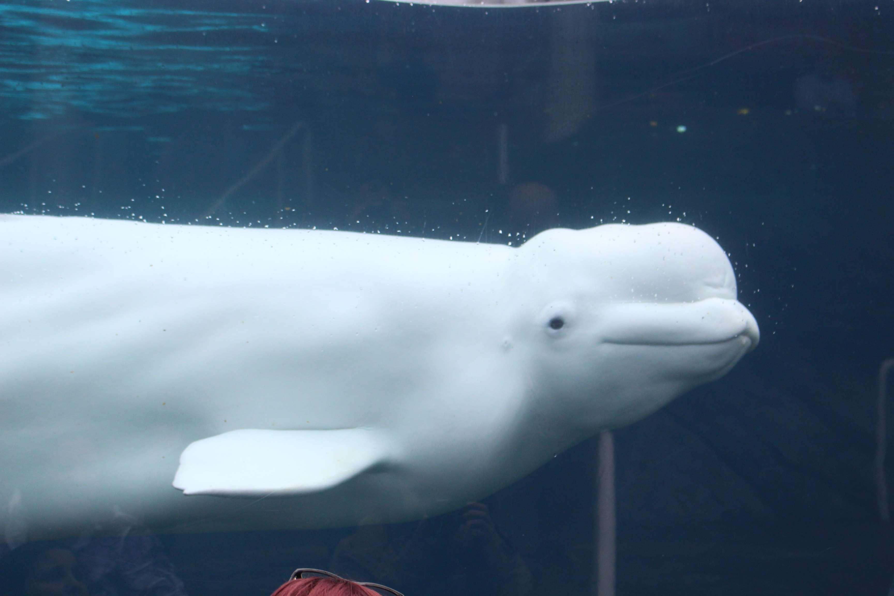 beluga, water, whale wallpaper and background