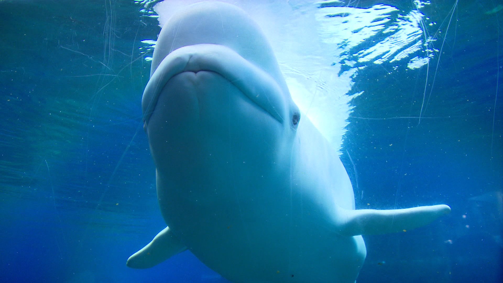 Playful Beluga Whale Makes a Splash on YouTube