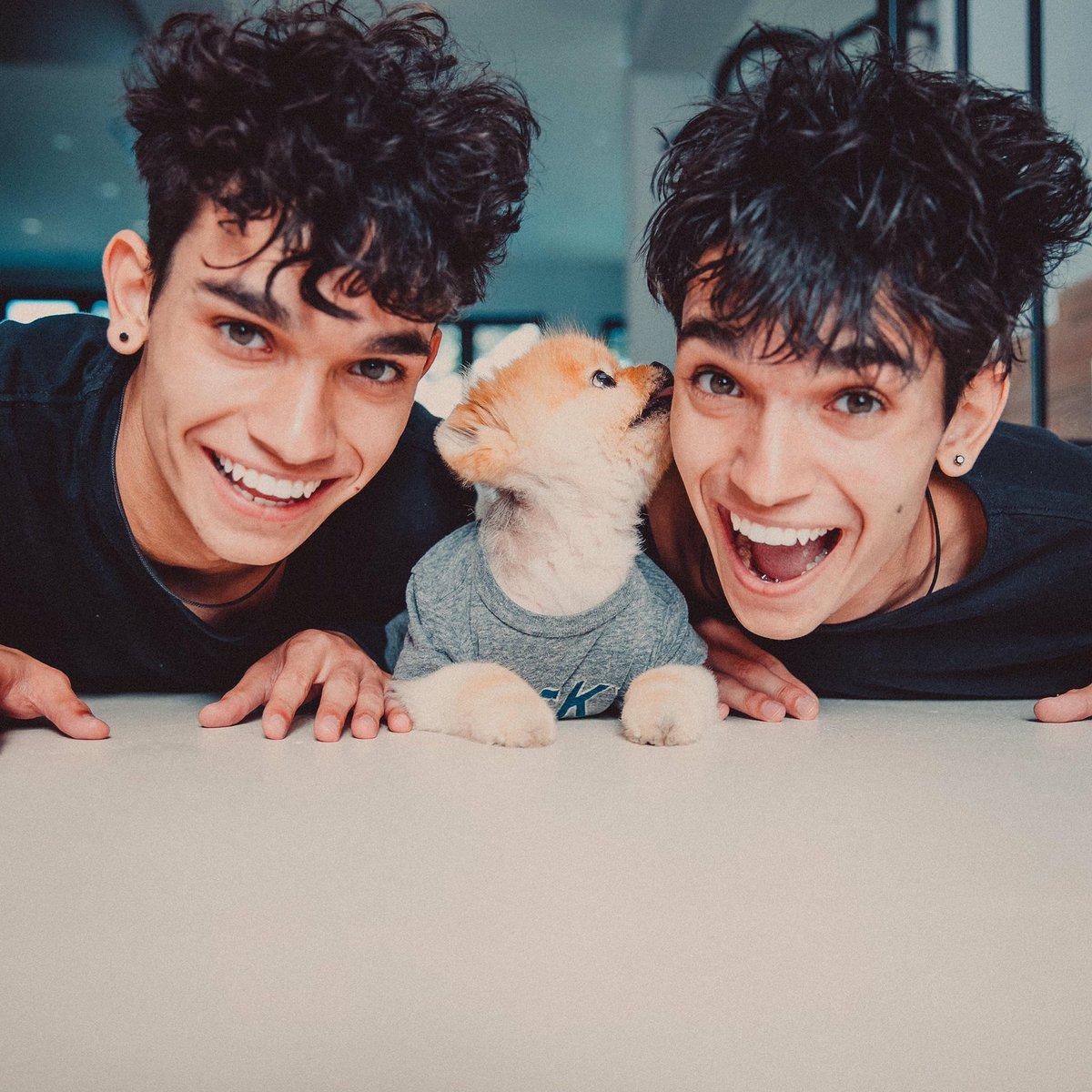 Lucas Dobre on Twitter: Dog love @DobreMarcus @jiffpom. 