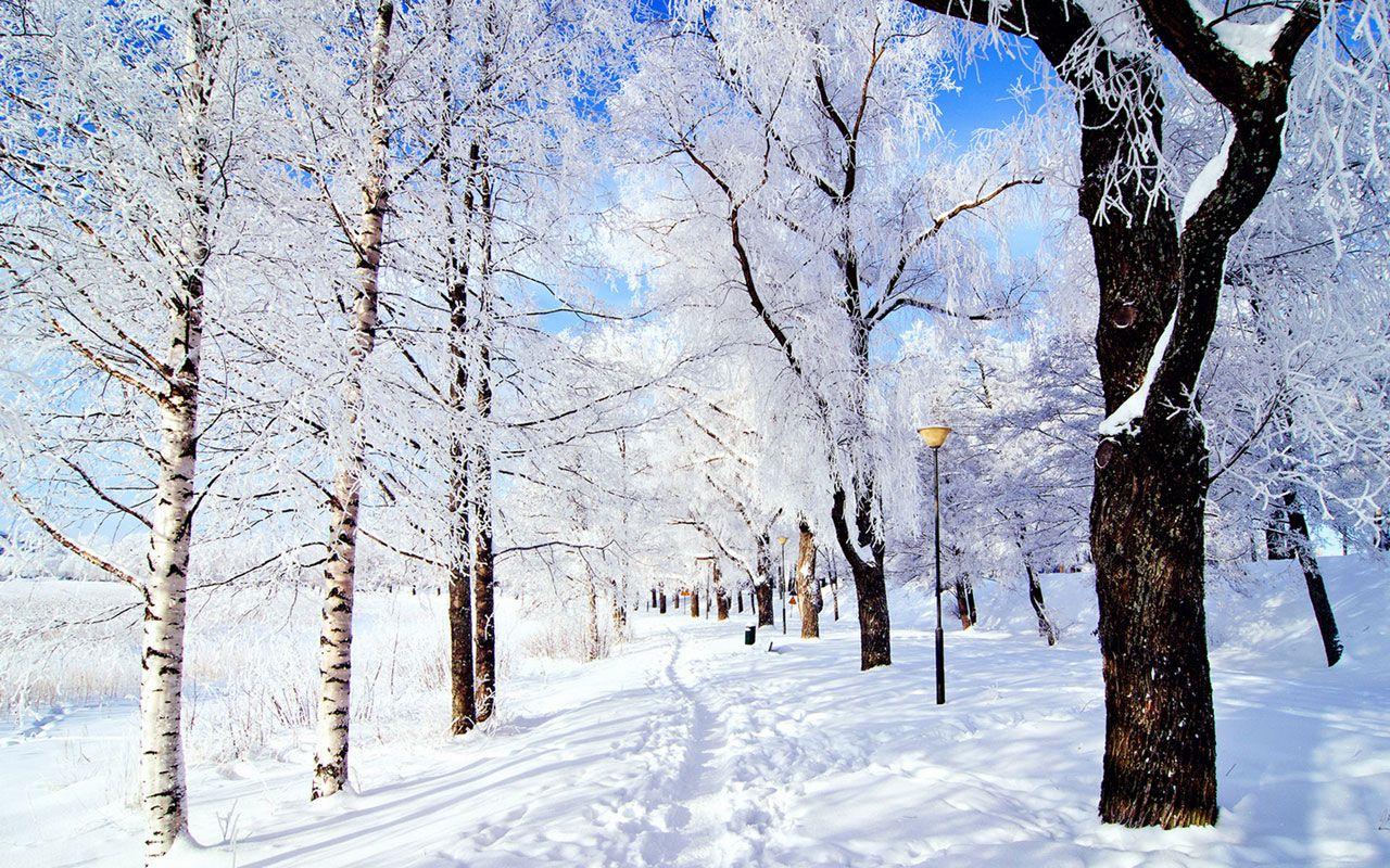 It may be an icy wonderland outside, but that shouldn't stop you from venturing out with your camera. Winter wonderland wallpaper, Winter landscape, Winter trees