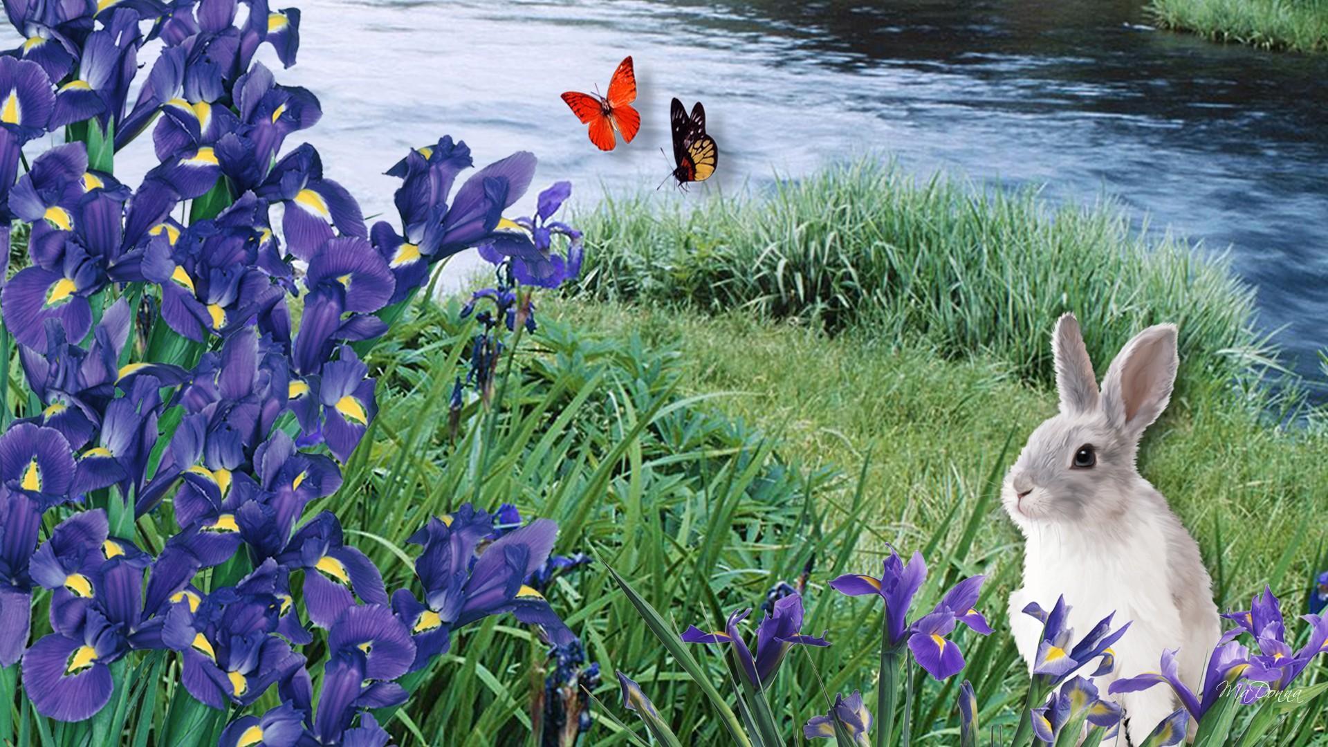 Iris On Riverbank wallpaper. nature and landscape