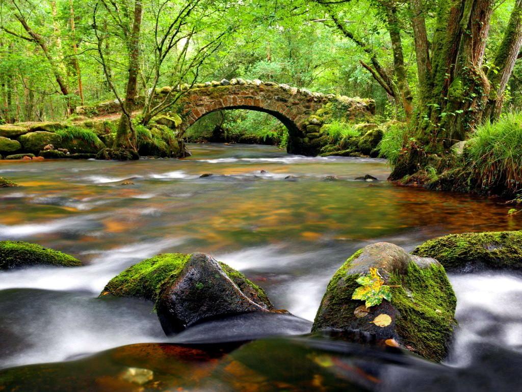 Forests: Nature Beautiful Nice Green Greenery River Riverbank Creek