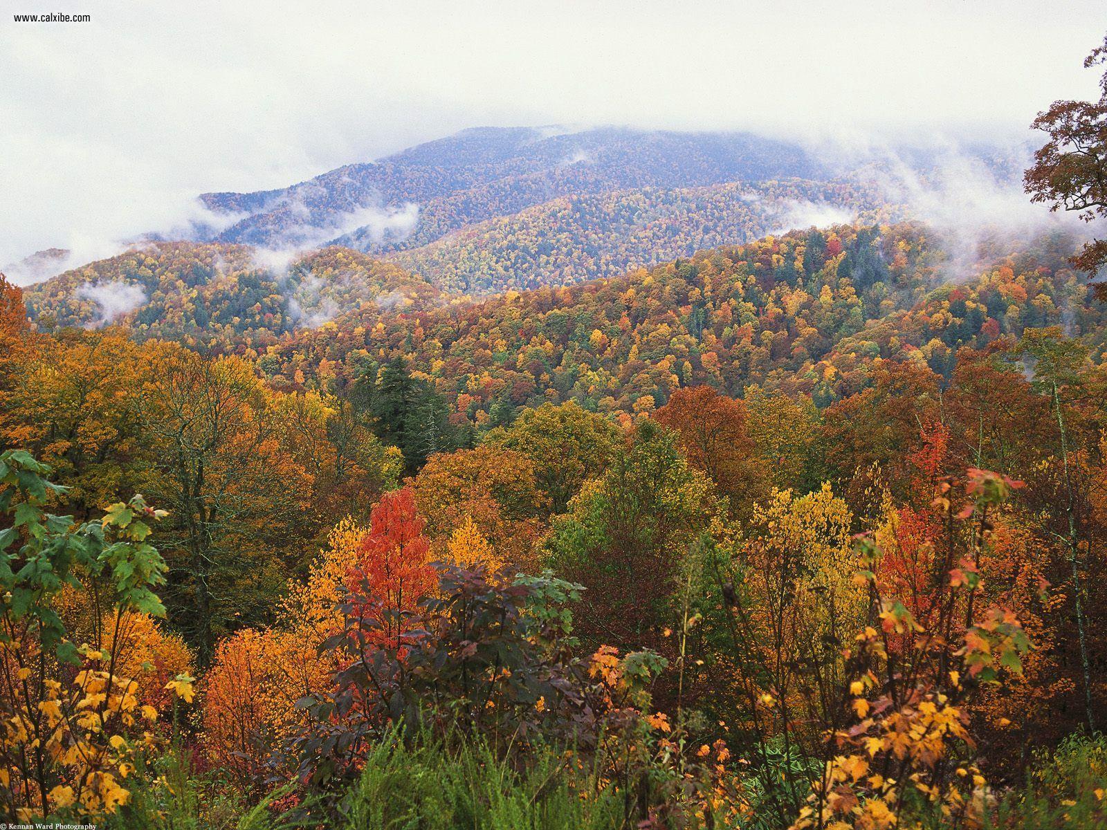 Nature: Lush Landscape Appalachian Mountains North Carolina, picture