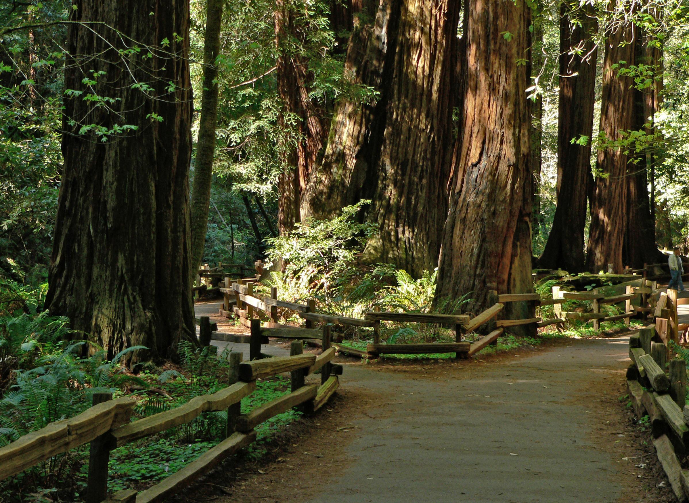 Muir Woods National