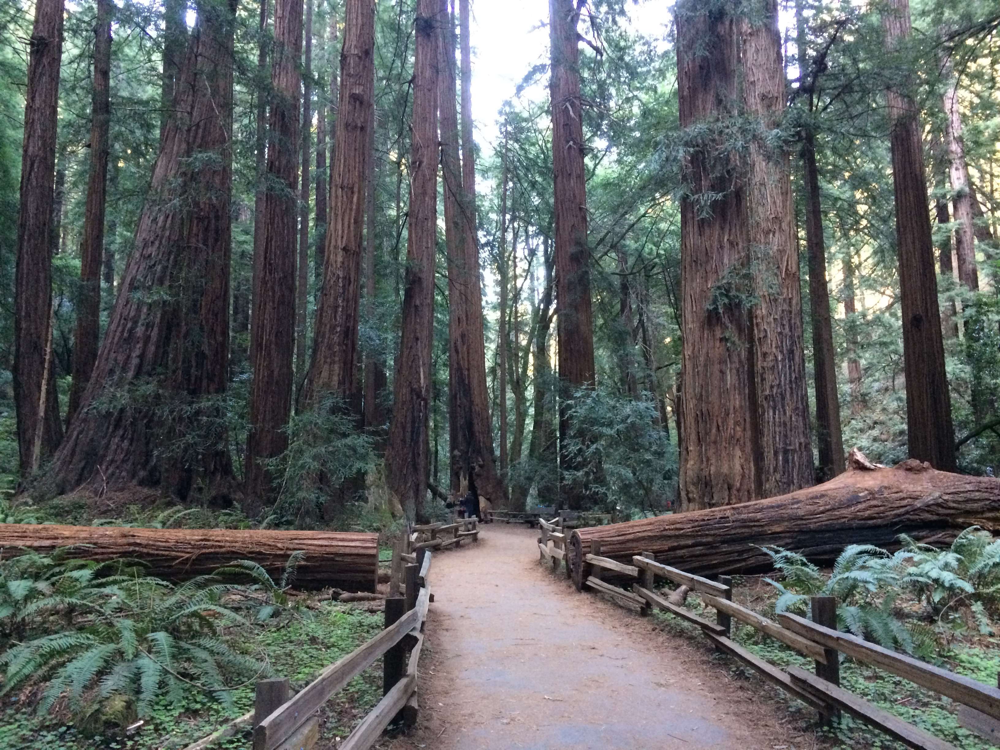Muir Woods National Monument Wallpapers Wallpaper Cave